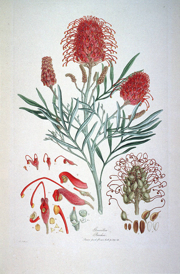 flores